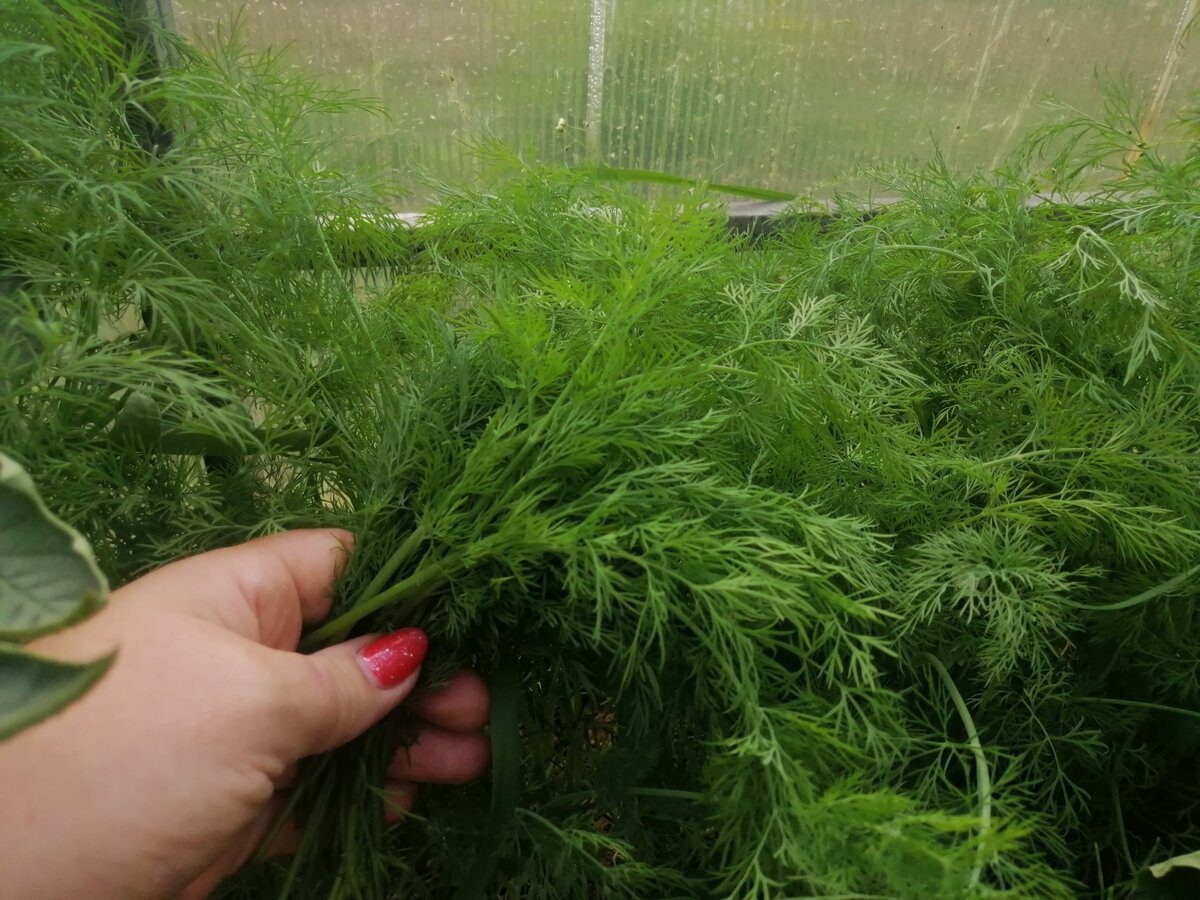 Як правильно заморожувати зелень