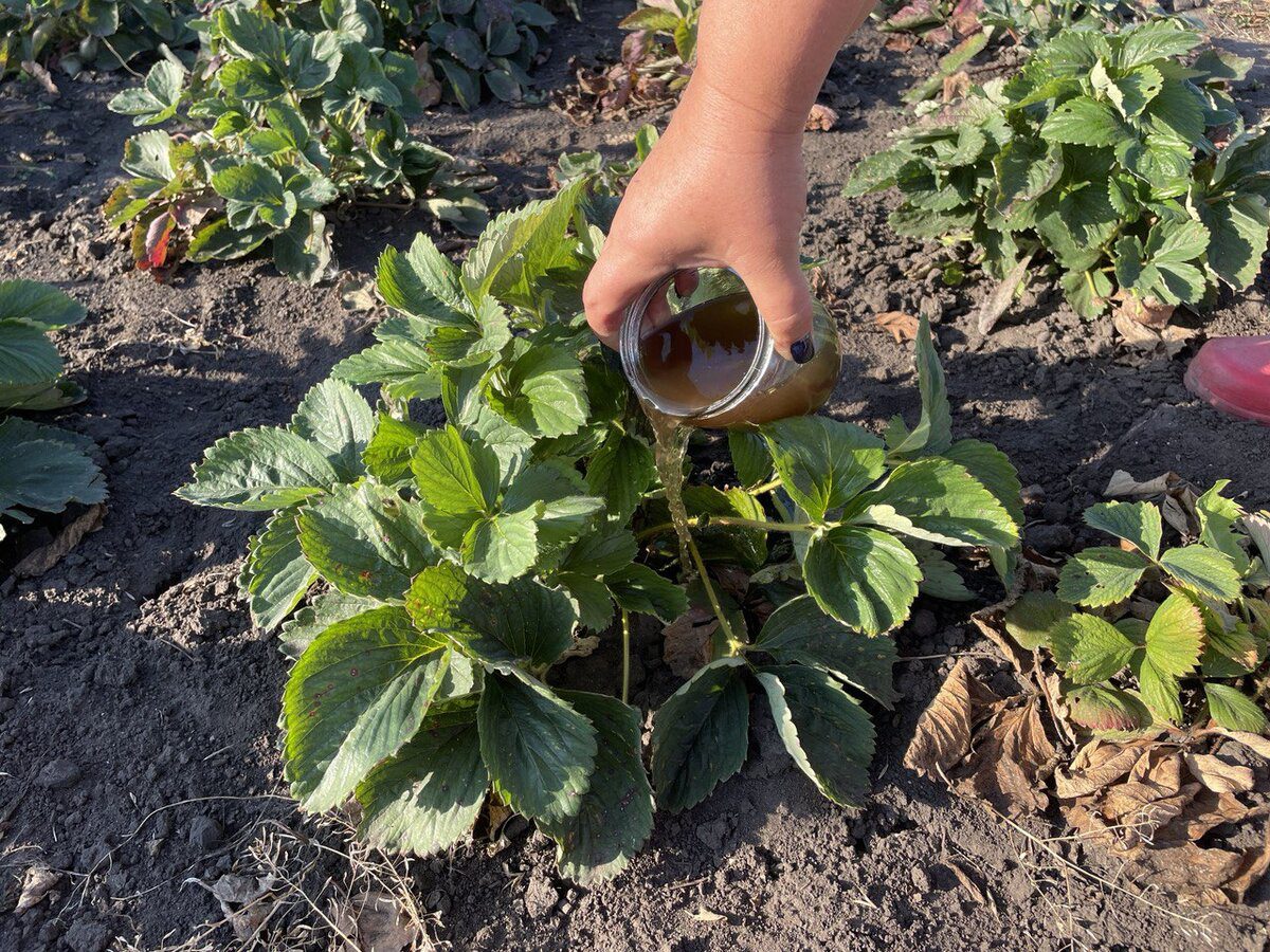 Метод посадки полуниці для більшого врожаю