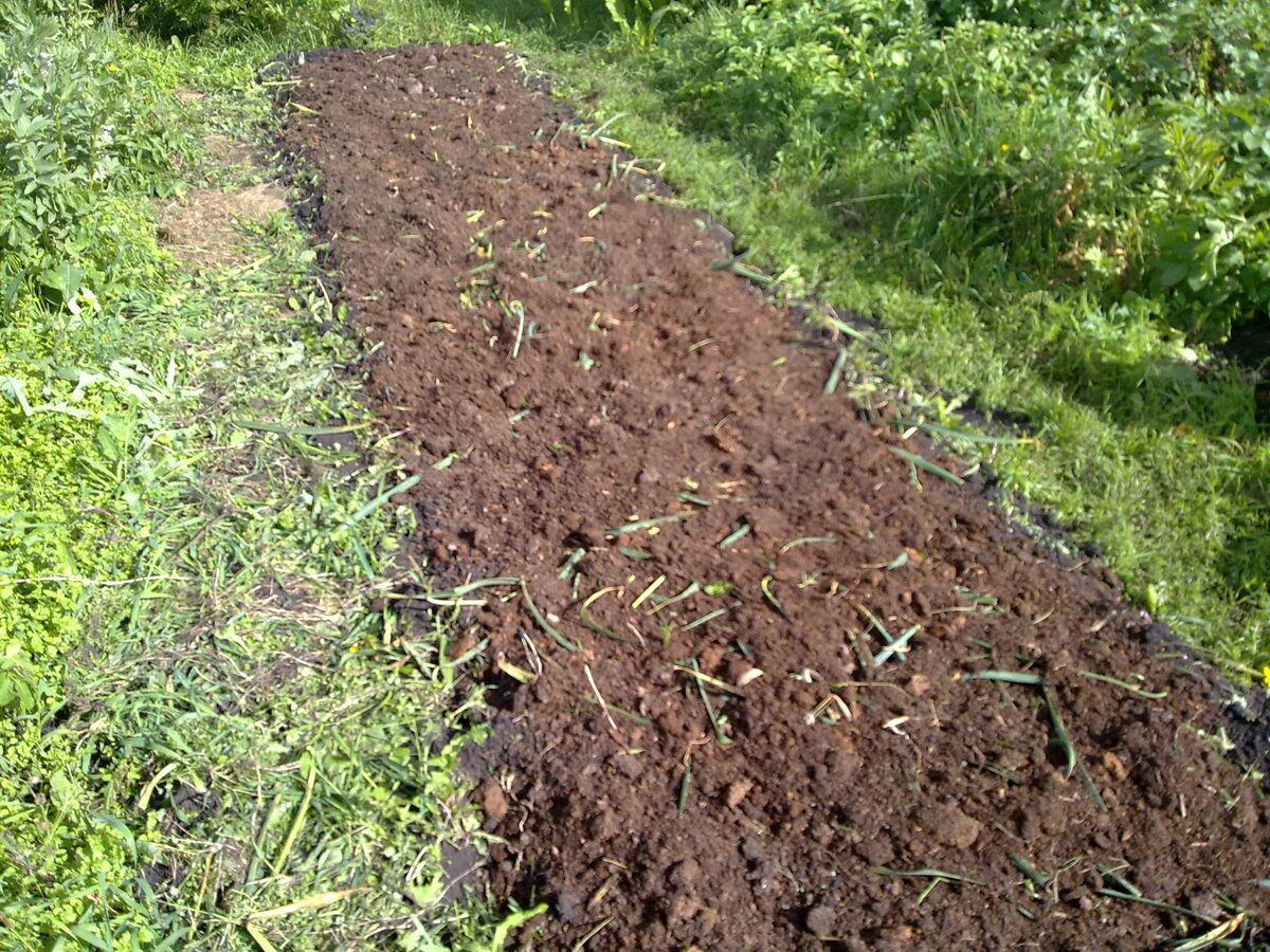 Експерти розповіли, яким способом можна легко оновити ґрунт восени для кращої родючості