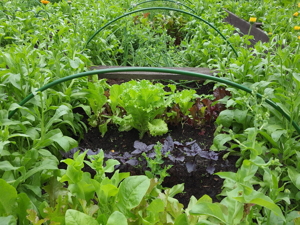 Городники розповіли, як виростити другий урожай зелені до настання перших заморозків