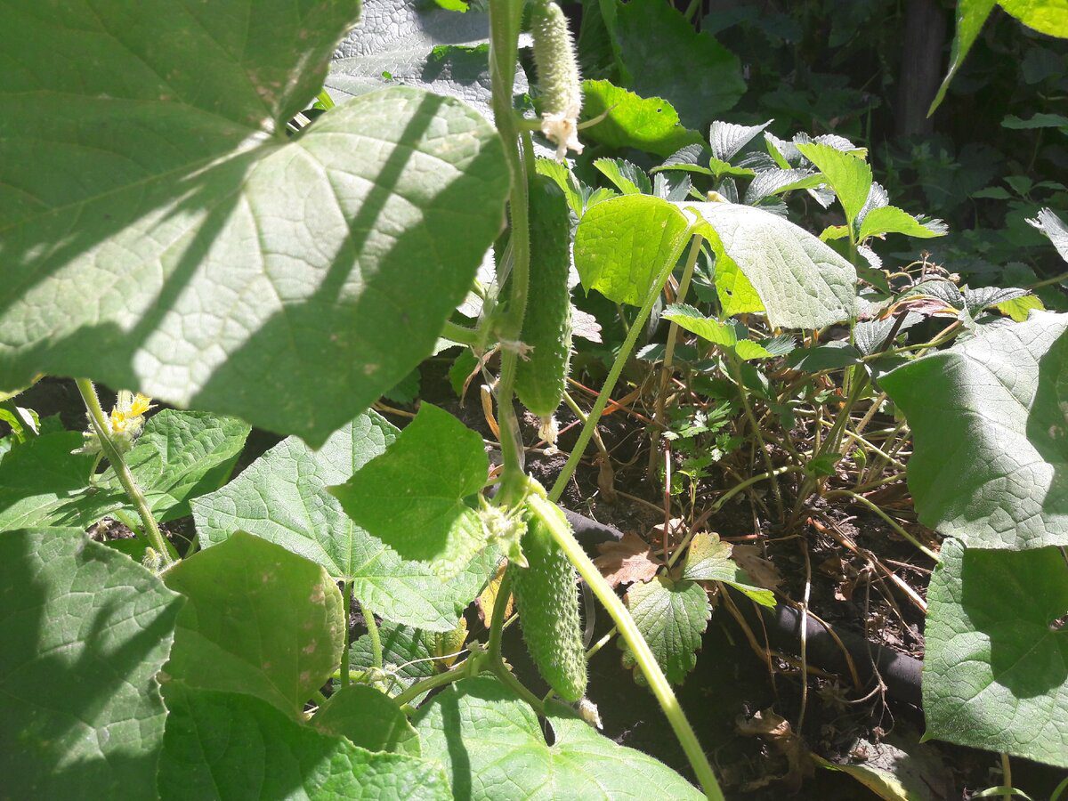 Городники розповіли, яке добриво використовувати для продовження плодоношення огірків