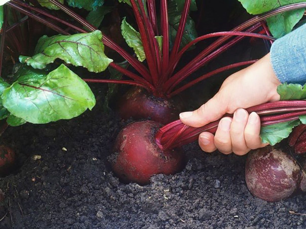 Які сорти буряка підійдуть для борщу