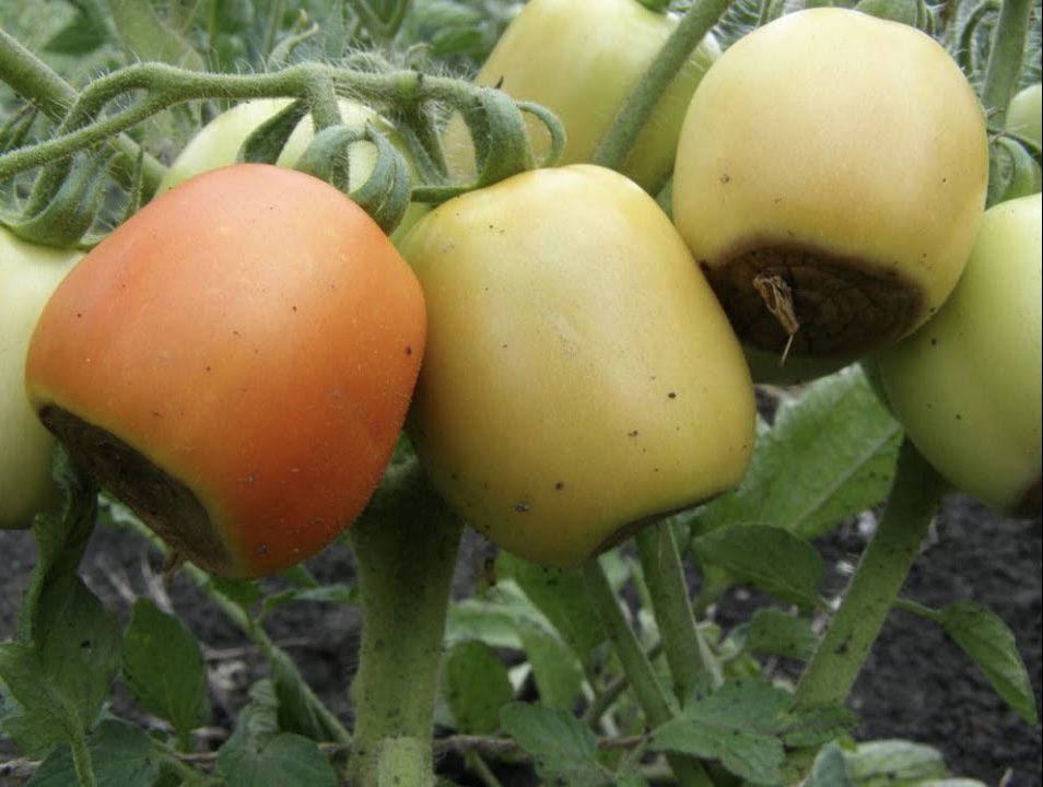 4 найпоширеніші проблеми при зборі врожаю томатів у серпні