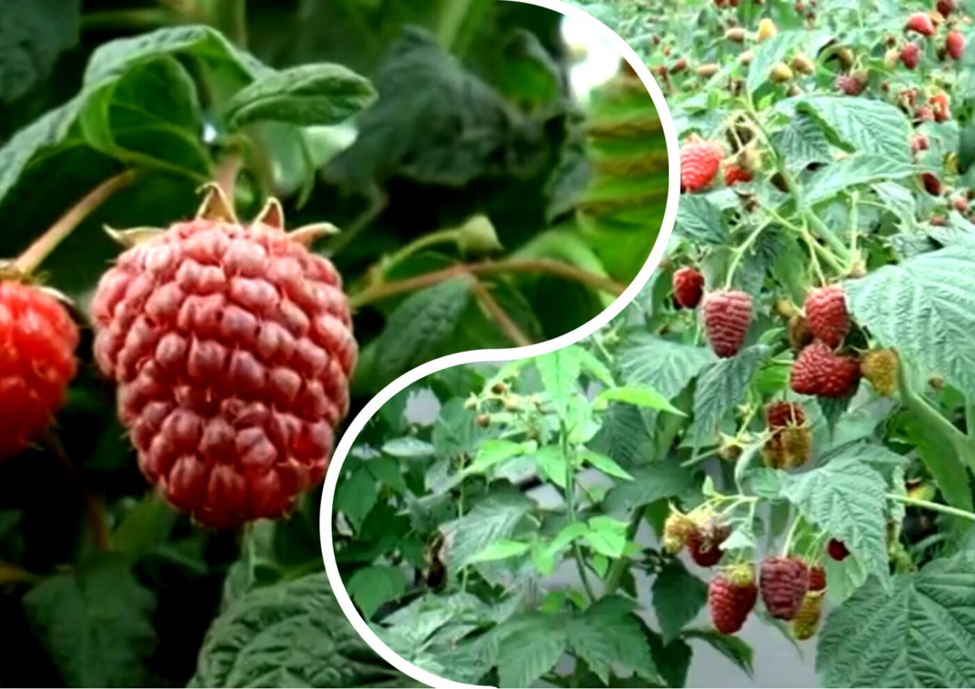 Як доглядати за ремонтантною малиною восени