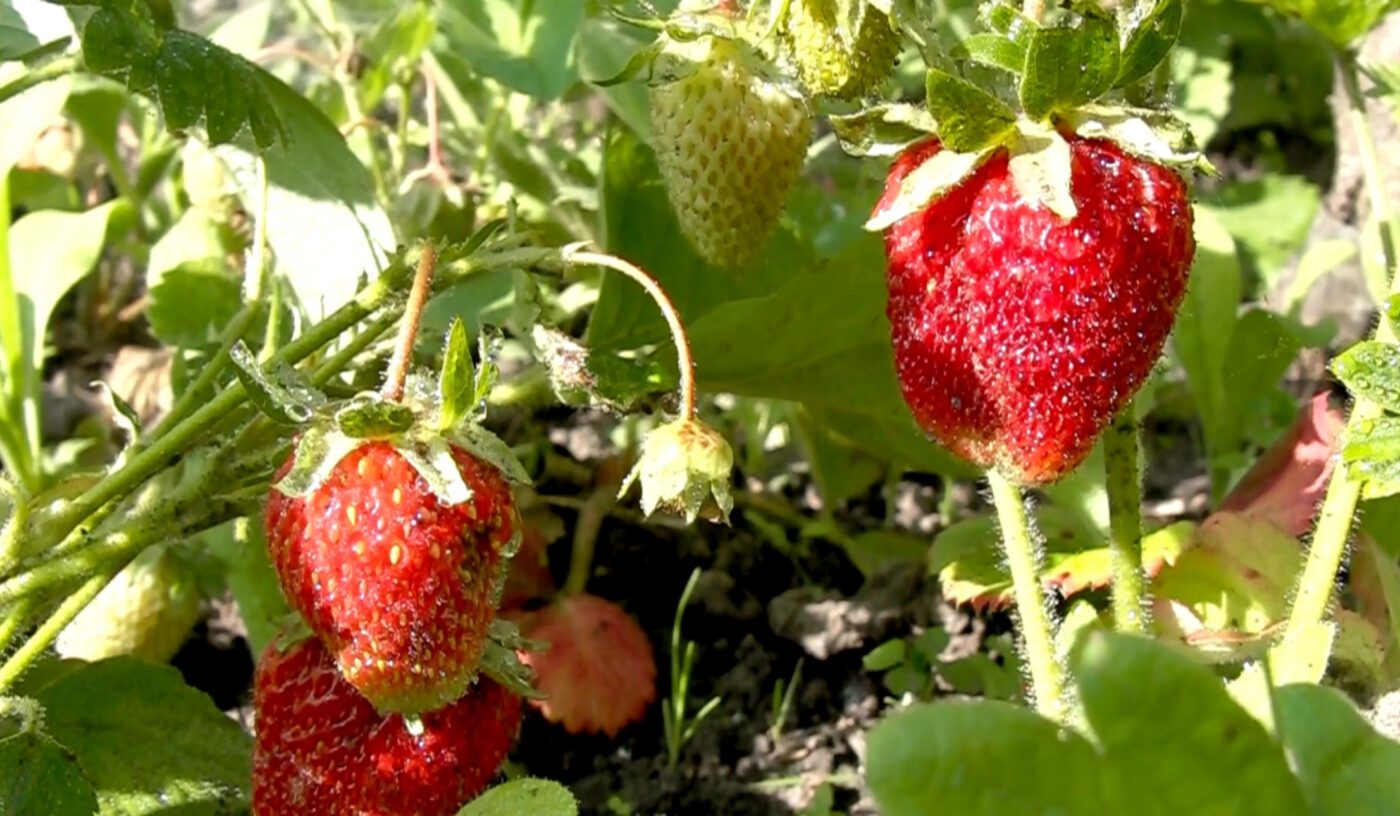 Як виростити полуницю без бурʼянів