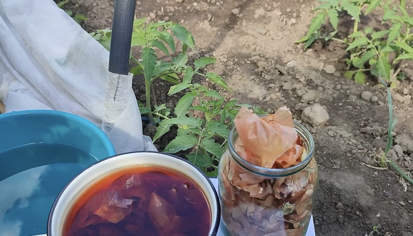 Як удобрити капусту лушпинням цибулі