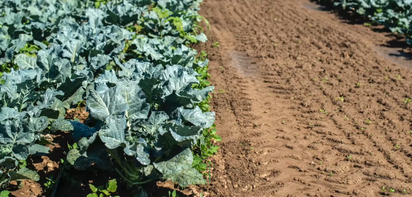 Як удобрити капусту лушпинням цибулі