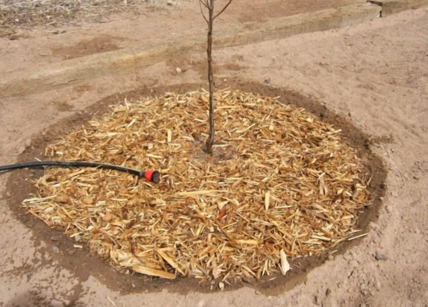 Як восени підготувати дерева до зими Як восени підготувати дерева до зими