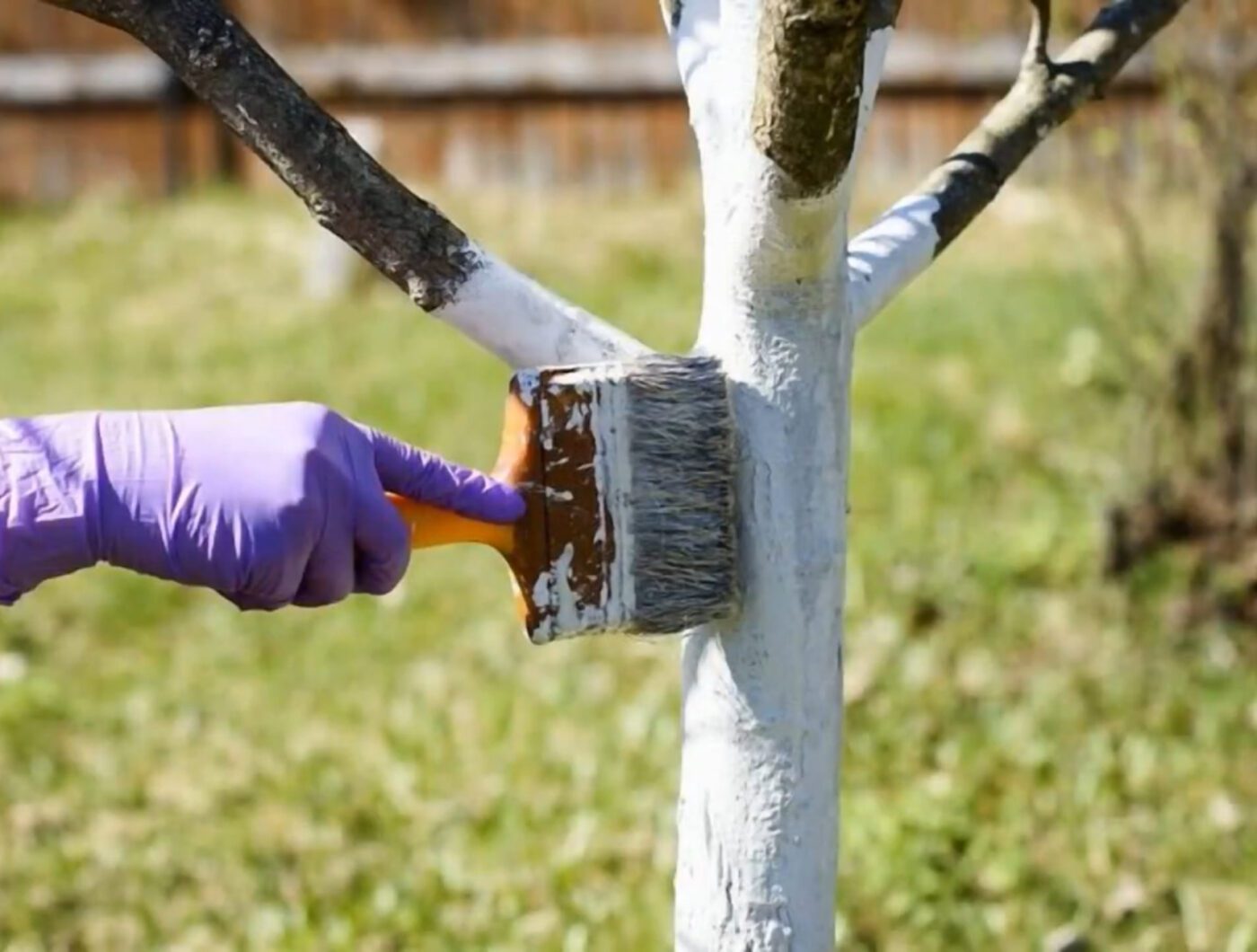 Як восени підготувати дерева до зими Як восени підготувати дерева до зими