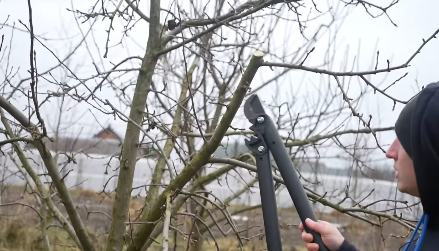 Як восени підготувати дерева до зими Як восени підготувати дерева до зими