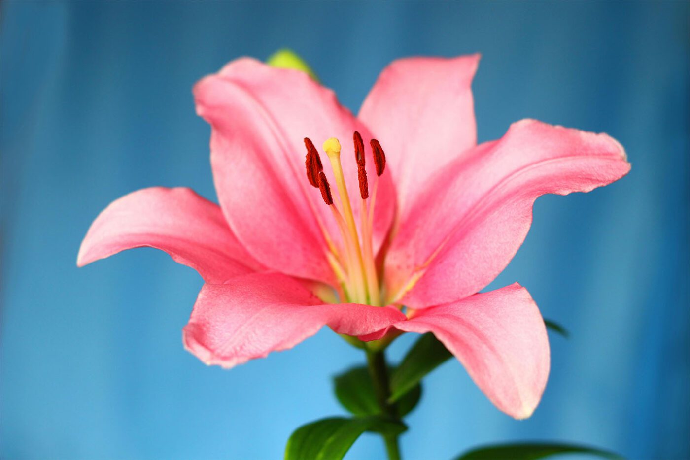 Які 10 рослин треба обрізати восени для гарного цвітіння