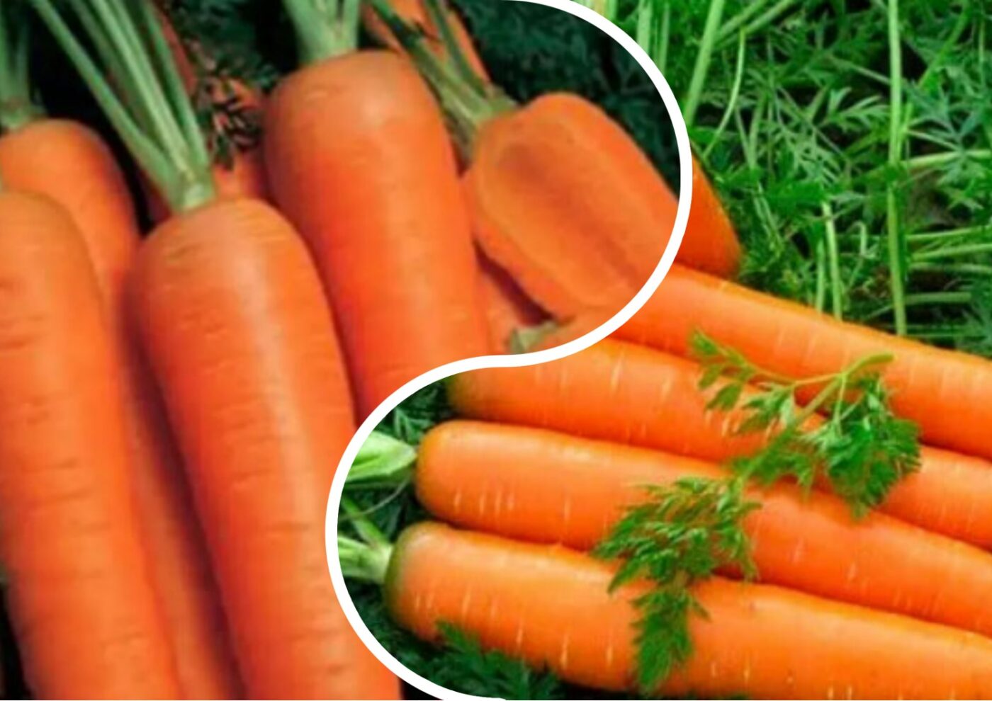 Навіщо залишати моркву в землі на зиму