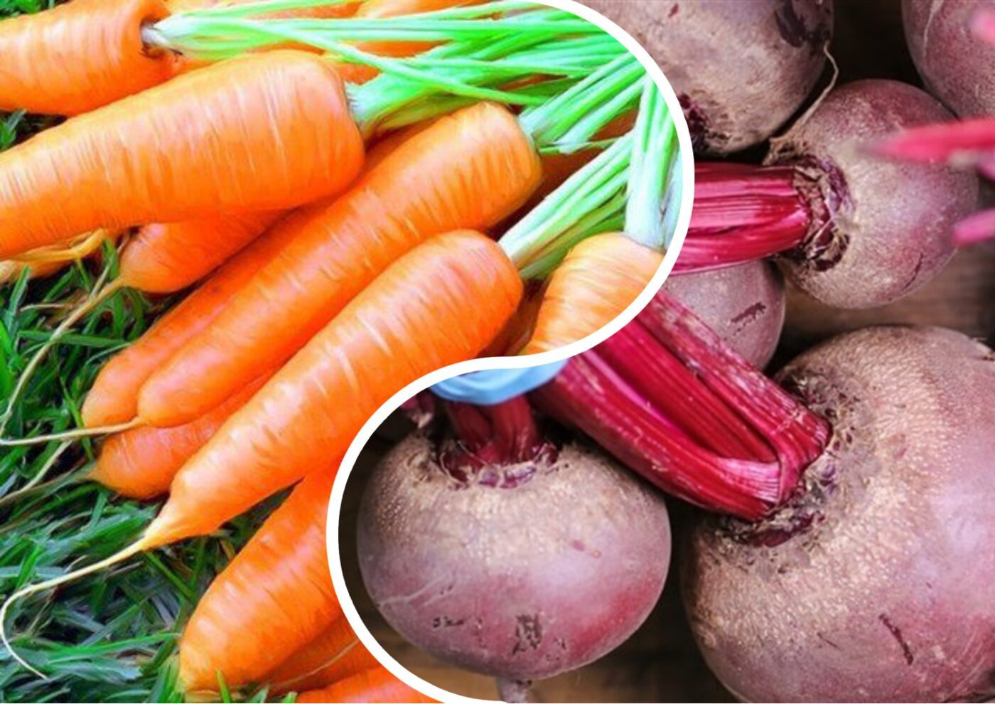 Головні правила зберігання врожаю