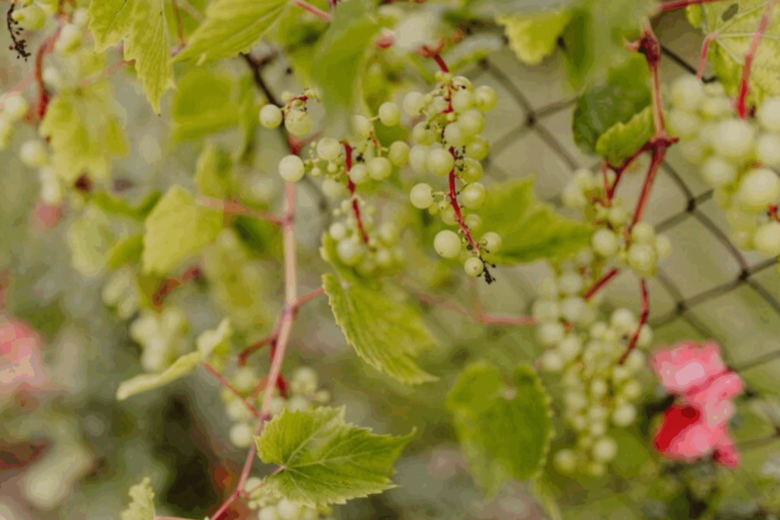 Садівники розсекретили найефективніше серпневе підживлення для винограду в 2025