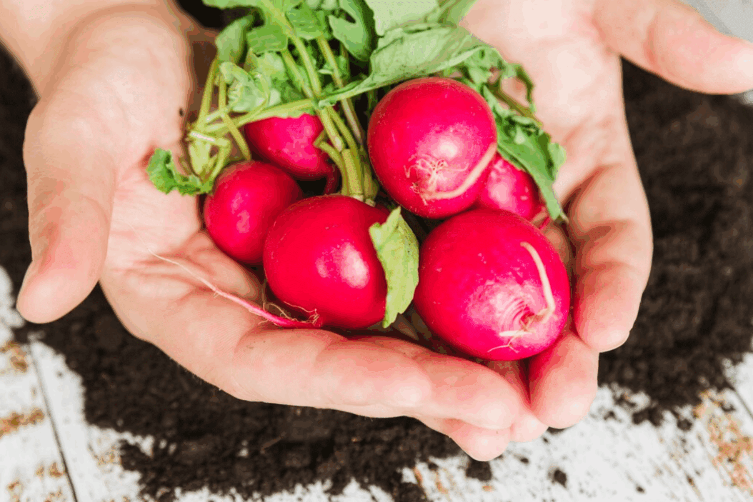 Городники розповіли, як посадити редис в серпні, щоб зібрати врожай восени