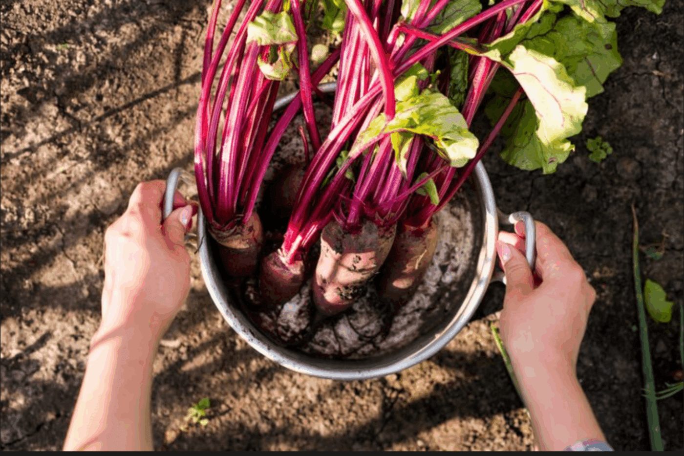 Агрономи назвали два сорти буряків, які мають бути на городі у кожного дачника