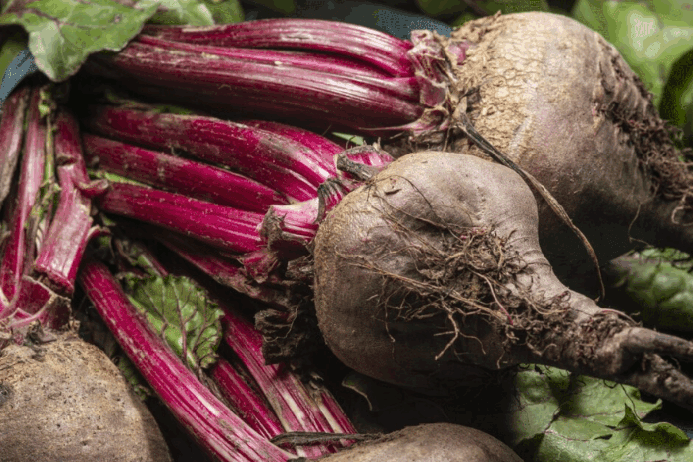 Агрономи назвали два сорти буряків, які мають бути на городі у кожного дачника