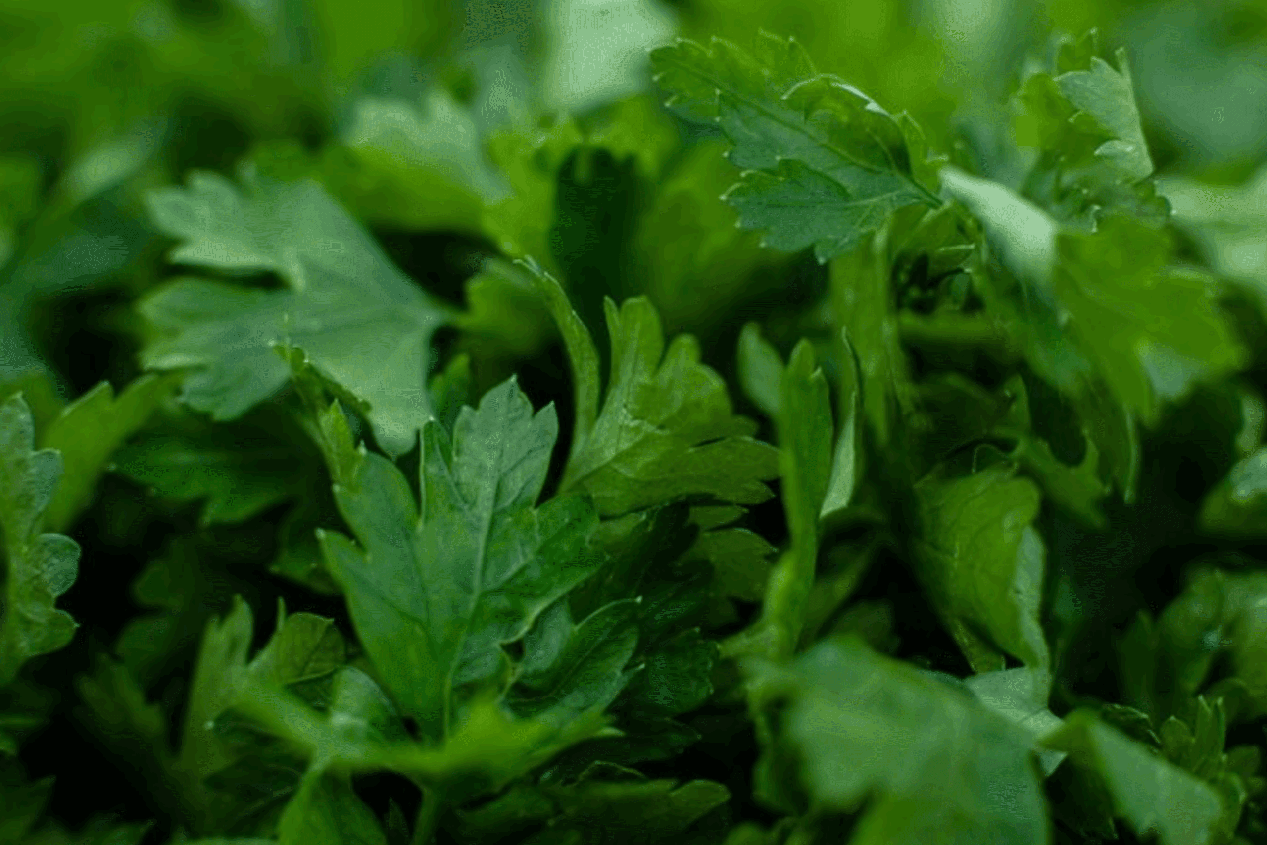 Господині розсекретили дієвий метод, як зберігати петрушку свіжою тривалий час