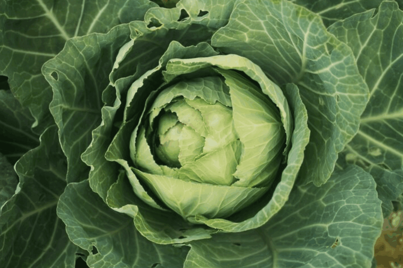 Дачники розповіли, як зберігати врожай капусти, щоб до весни була свіжою