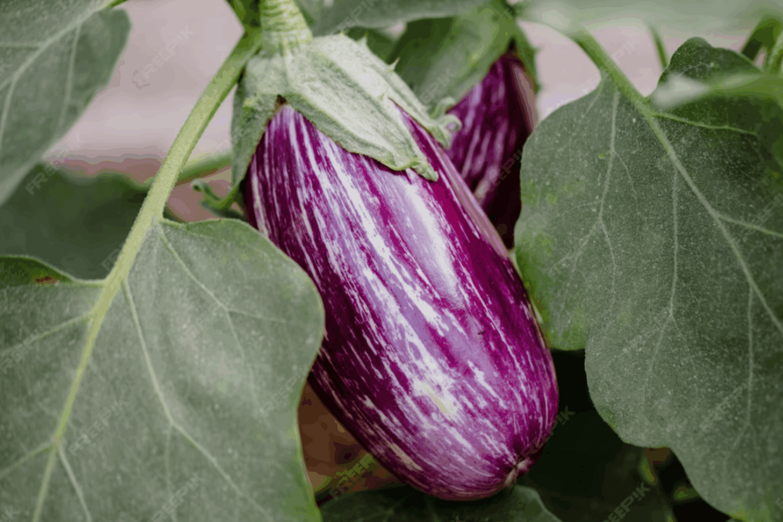 Городники розповіли, чим підживити баклажани, щоб позбутись бррошнистої роси Городники розповіли, чим підживити баклажани, щоб позбутись бррошнистої роси