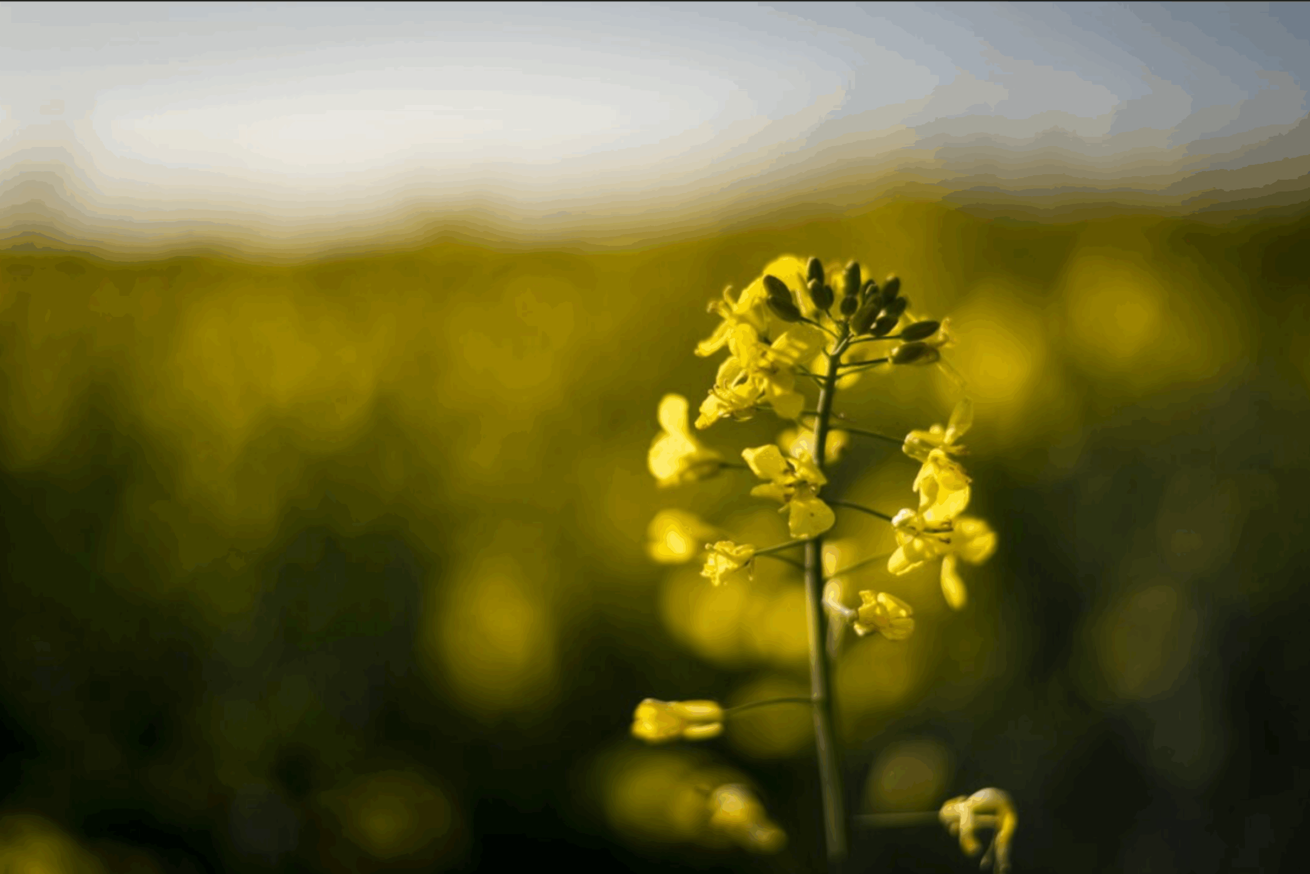 Городники розповіли, які сидерати посіяти після збору врожаю цибулі в 2025-му