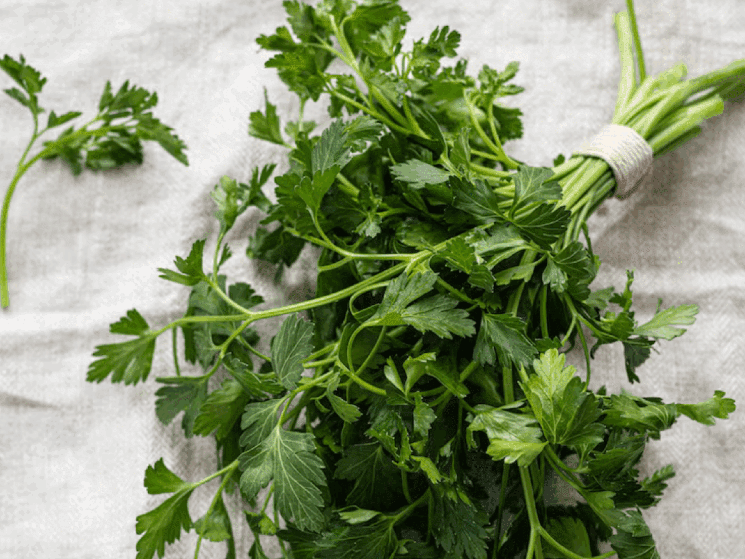 Господині розповіли, як правильно зберігати зелень, щоб залишалась свіжою довго