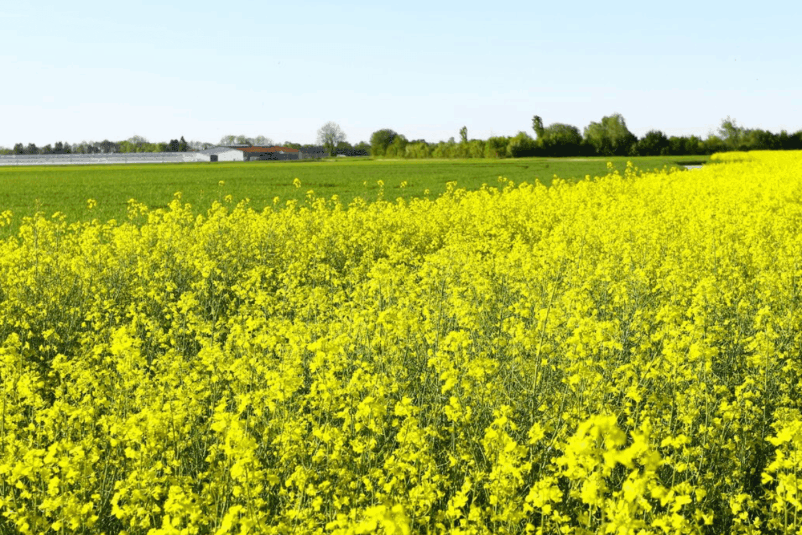 Городники розповіли, що слід посадити на місце зібраного врожаю цибулі