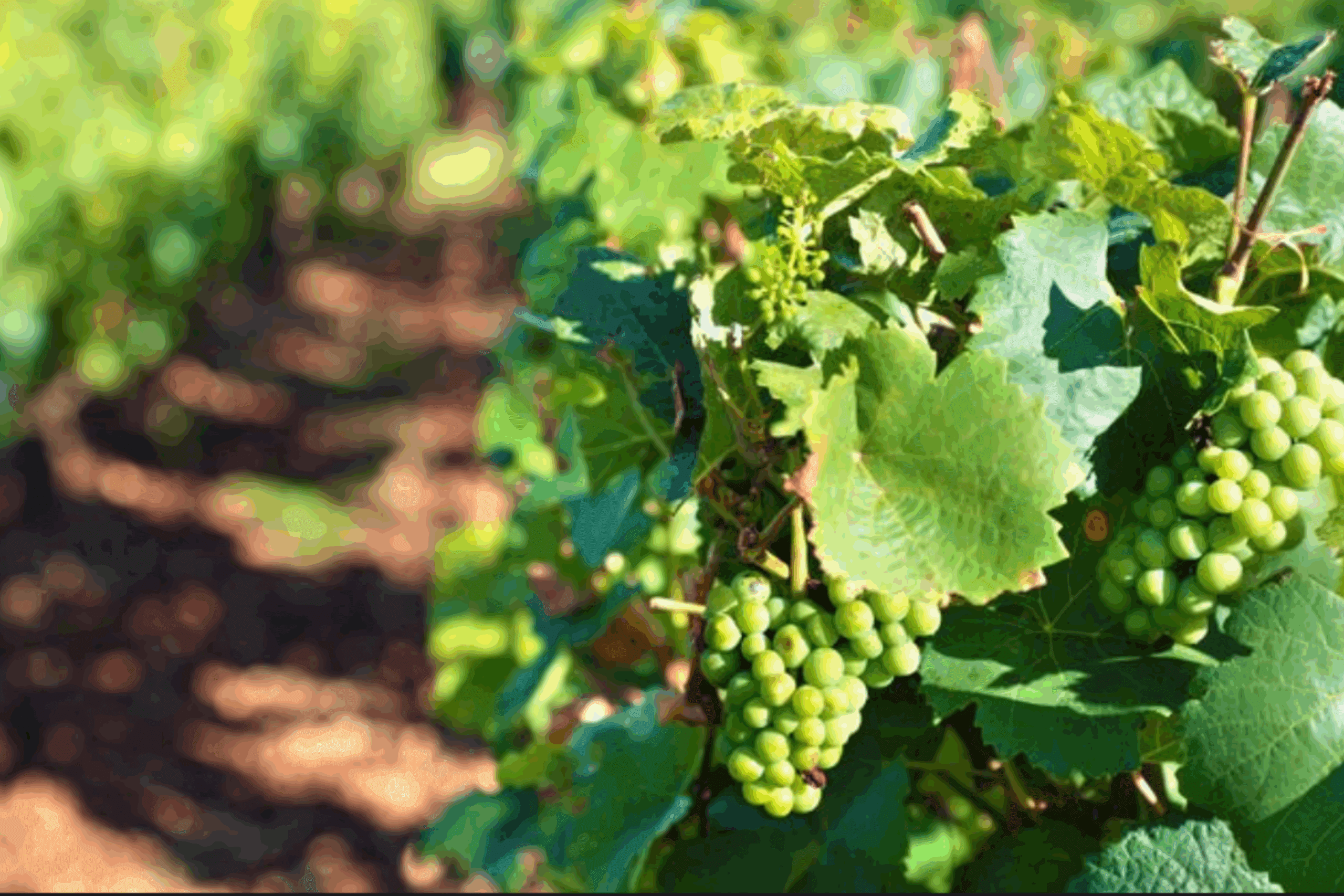 Садівники розсекретили найефективніше серпневе підживлення для винограду в 2025