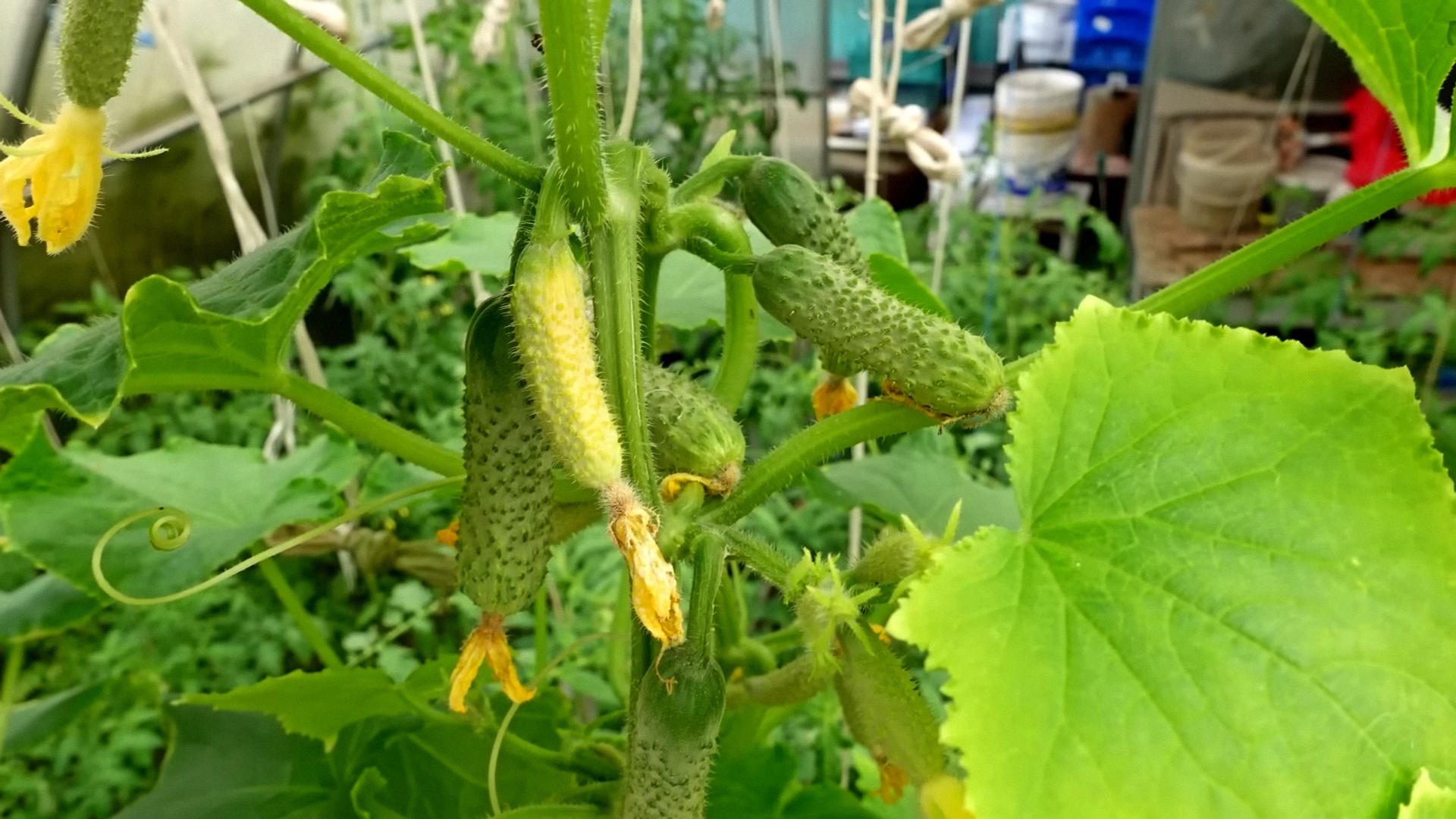 Городники розповіли, чим підживити огірки в серпні, щоб отримати рясний врожай