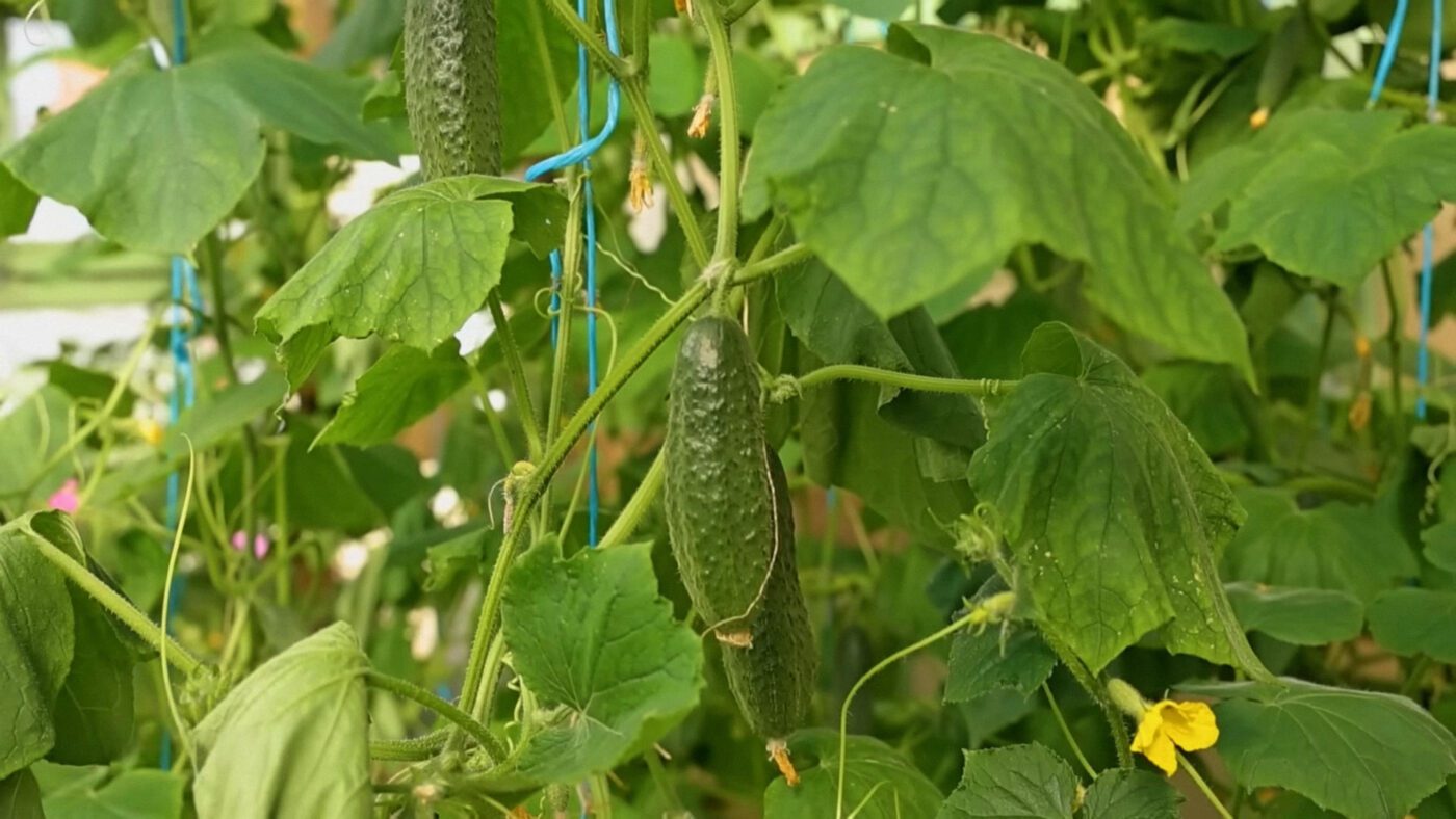 Городники розсекретили найкраще добриво для огірків у серпні