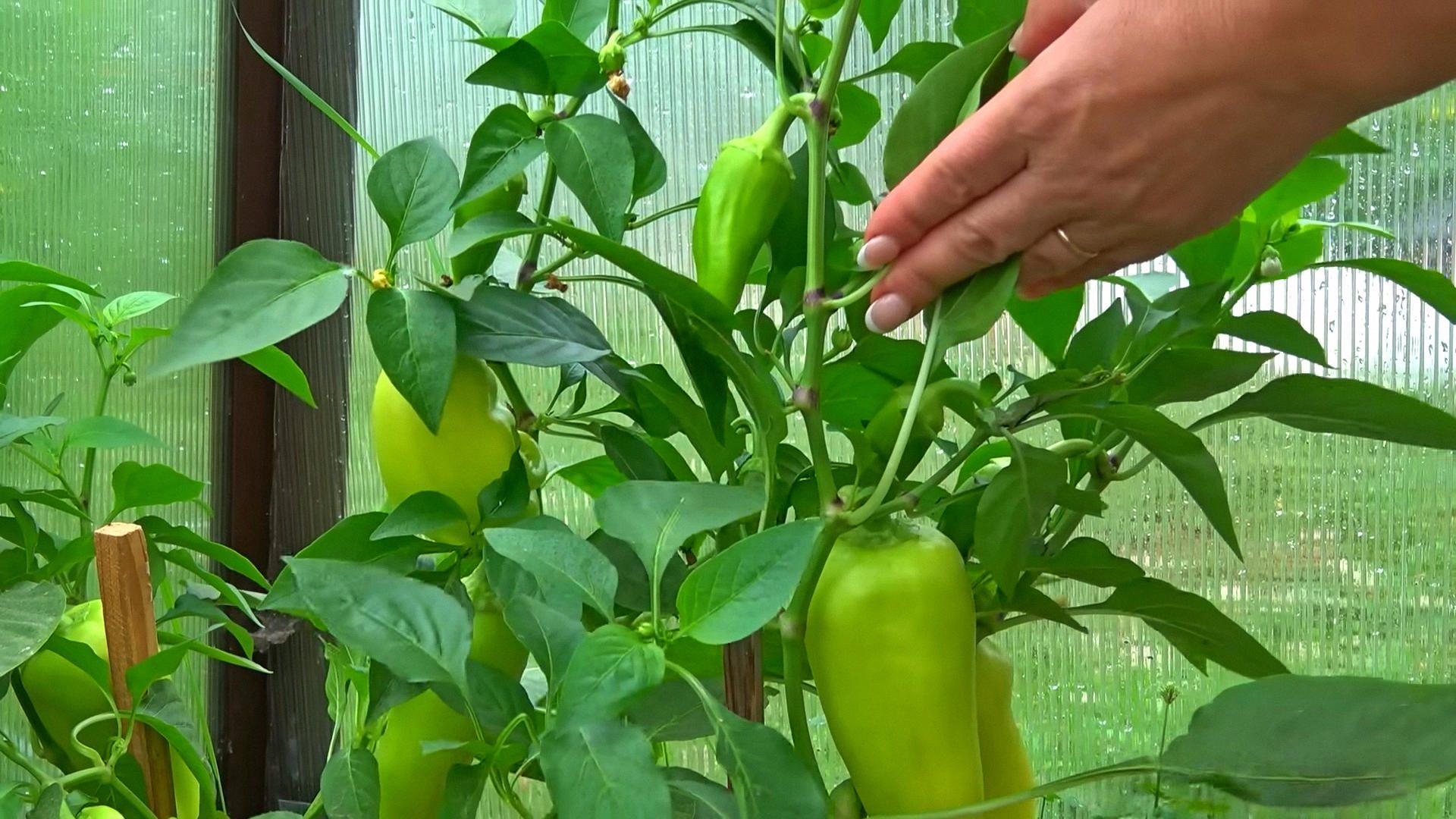 Агрономи назвали два сорти перцю, які дають врожай за будь-яких умов