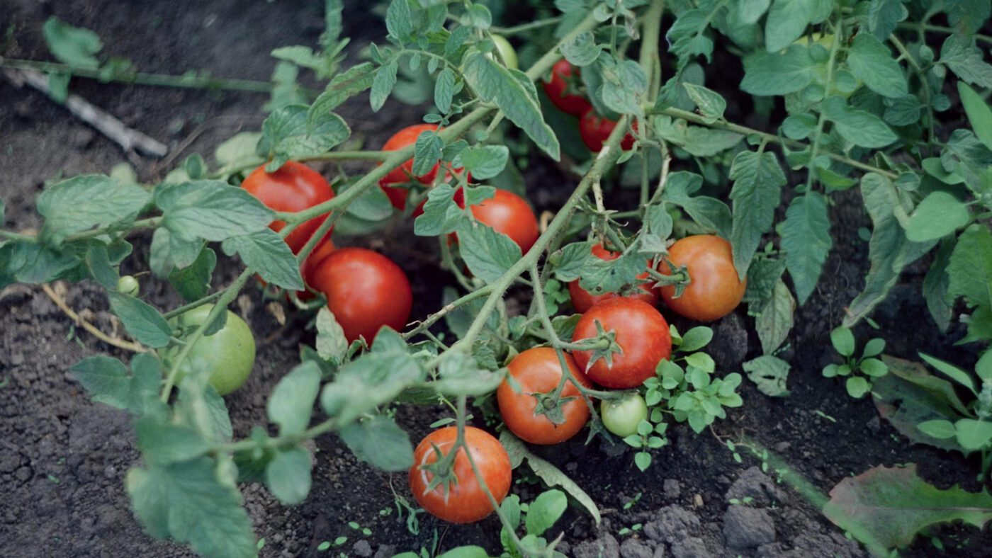Городники розповіли, чим підживити помідори в серпні, щоб плоди були солодкими