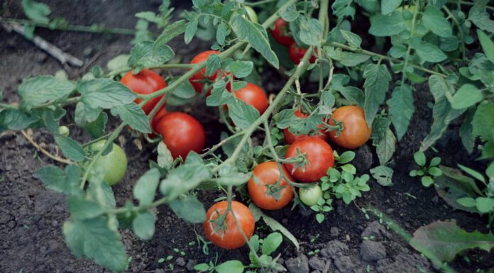 Ці 4 гібриди томатів висаджую вже п’ятий рік: ідеальні для соку та салатів – гілки аж тріщать від ваги Городники назвали врожайні сорти томатів, які чудово смакують