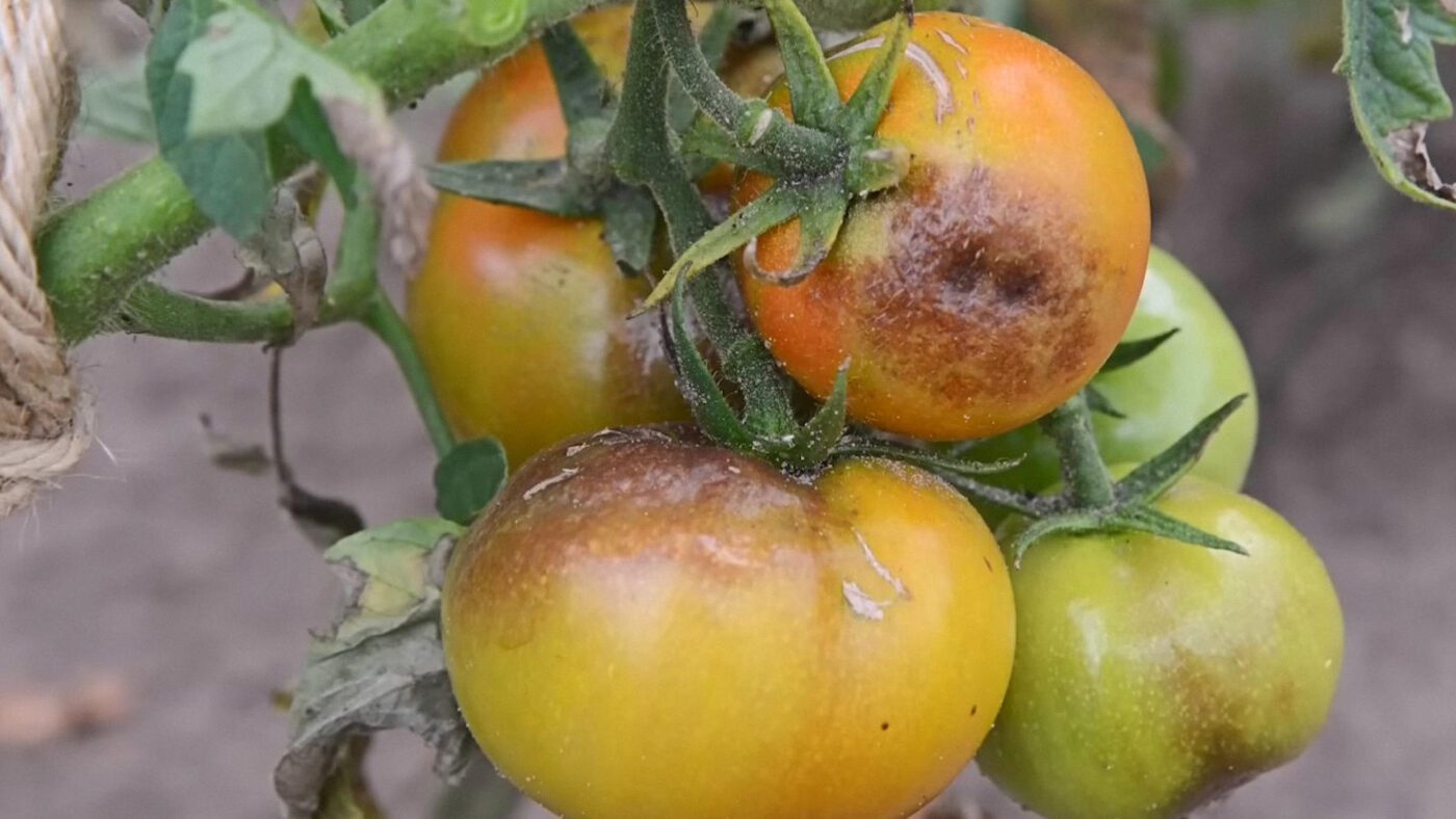 Городники назвали найкращий засіб проти фітофтори на помідорах