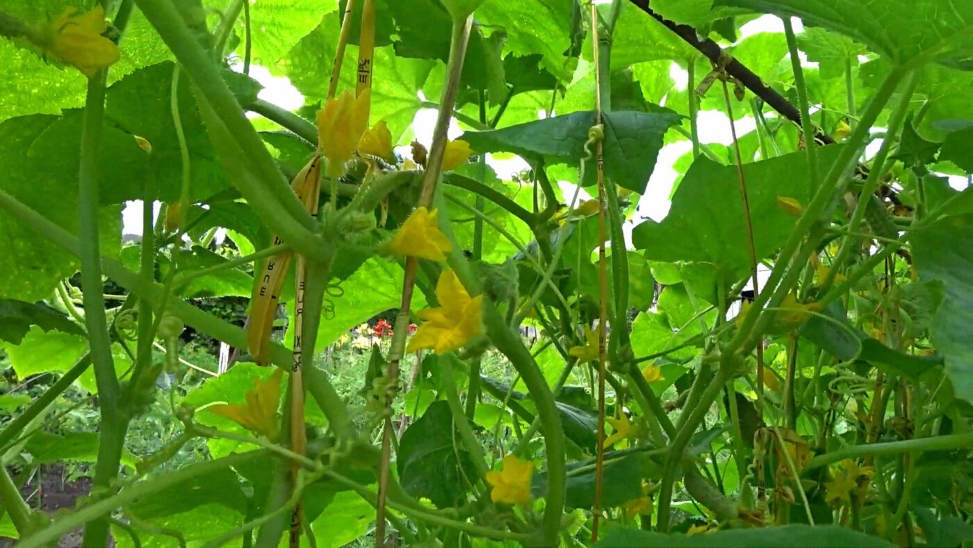 Фермери пояснили, як садити огірки у серпні для другого врожаю восени
