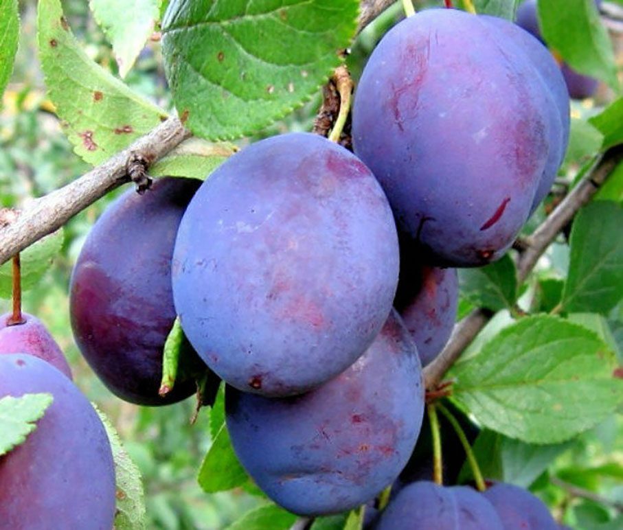 Що додати до сливового варення для густоти й кращого смаку