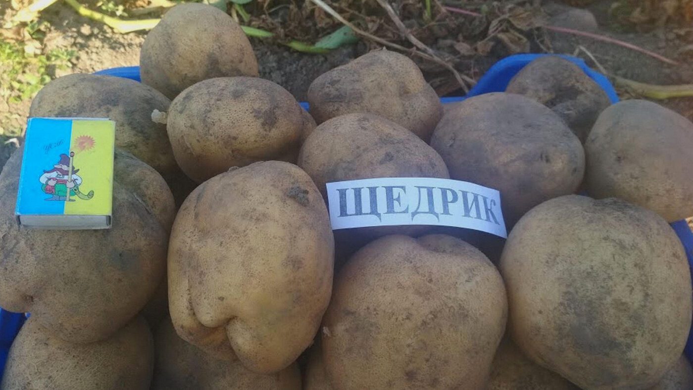 Городники знайшли високоврожайні сорти картоплі, які не чіпає колорадський жук