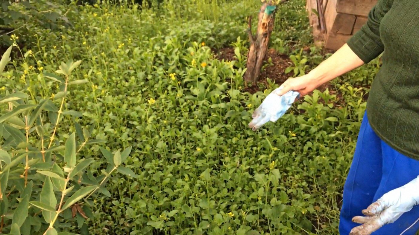 Фермери пояснили, чому біла гірчиця – найкращий літній сидерат Фермери пояснили, чому біла гірчиця – найкращий літній сидерат