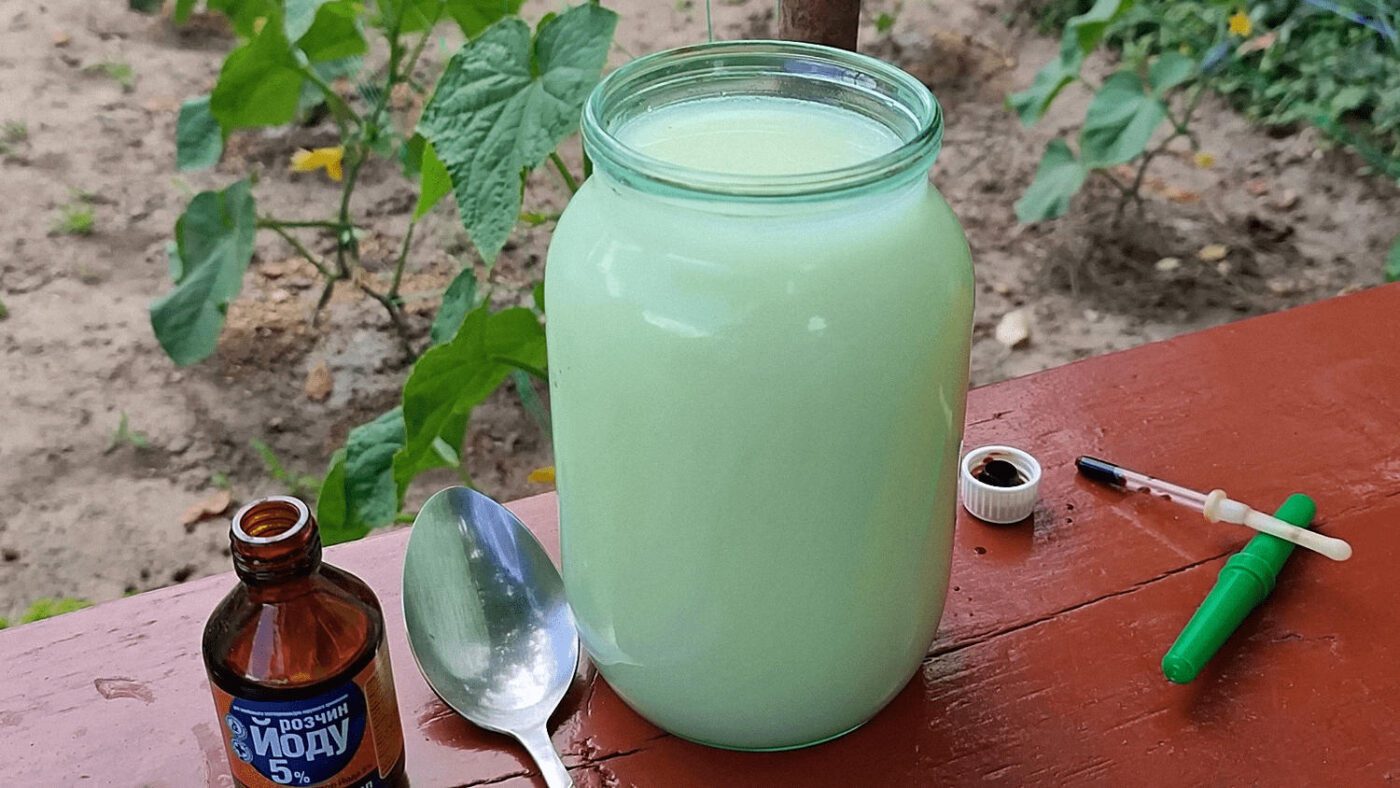 Фермери назвали найкращий домашній засіб проти фітофтори на помідорах