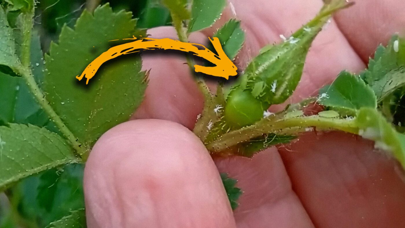 Експерти показали рецепт інсектициду від попелиці з 3 дешевих інгредієнтів