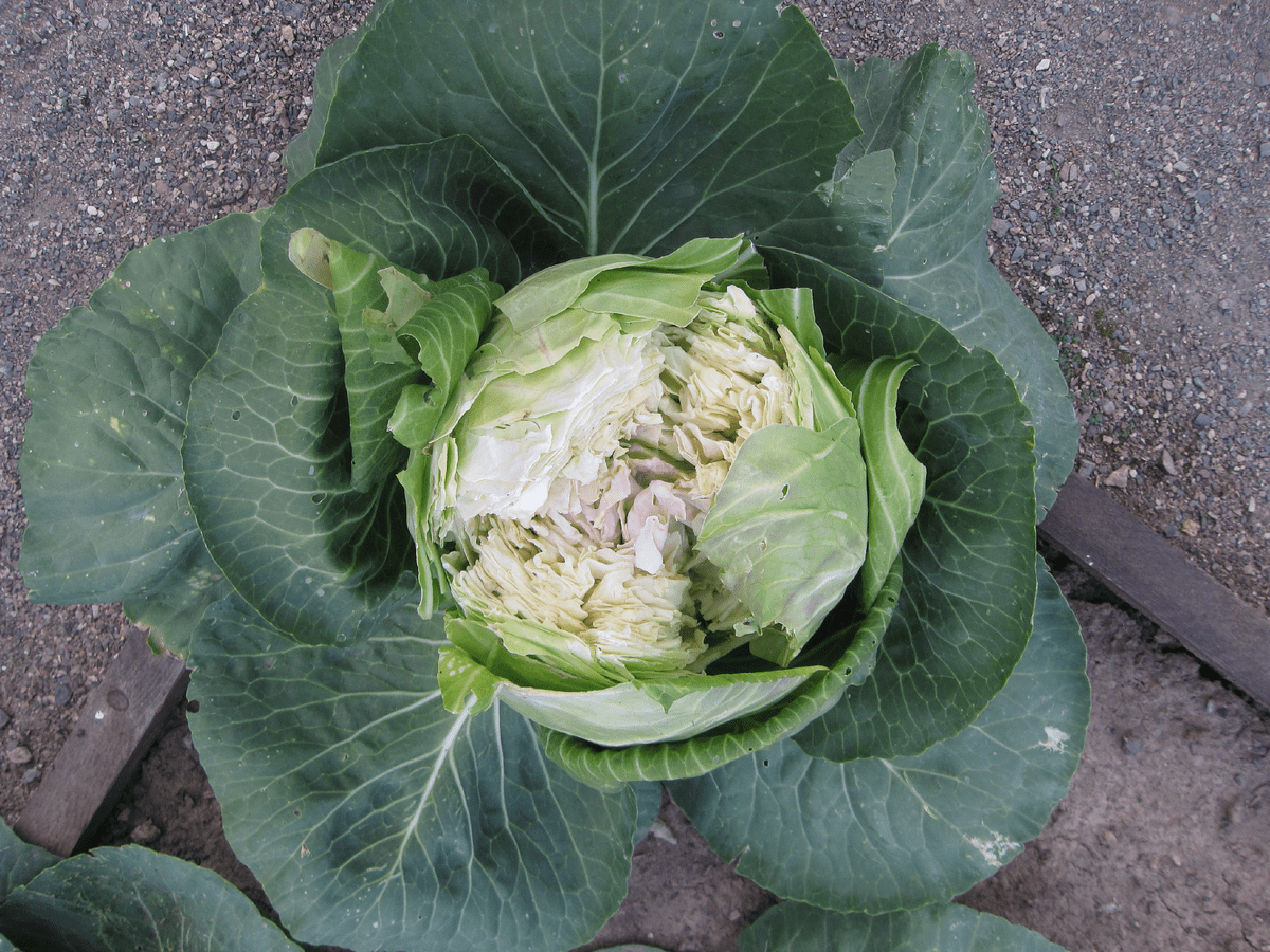 Експерти розповіли, що робити з капустою, якщо качани тріскаються прямо на вулиці