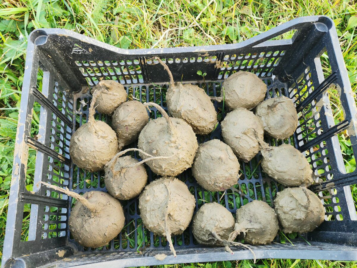 Експерти розповіли, як правильно зберігати буряк, аби він не псувався та залишався солодким