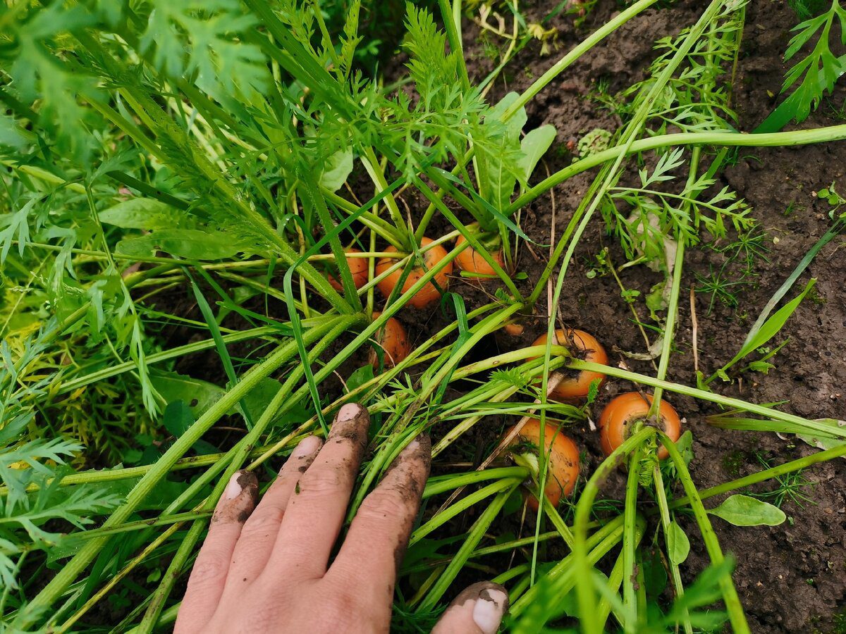 Експерти розповіли, як правильно доглядати за морквою восени для кращої та вищої врожайності