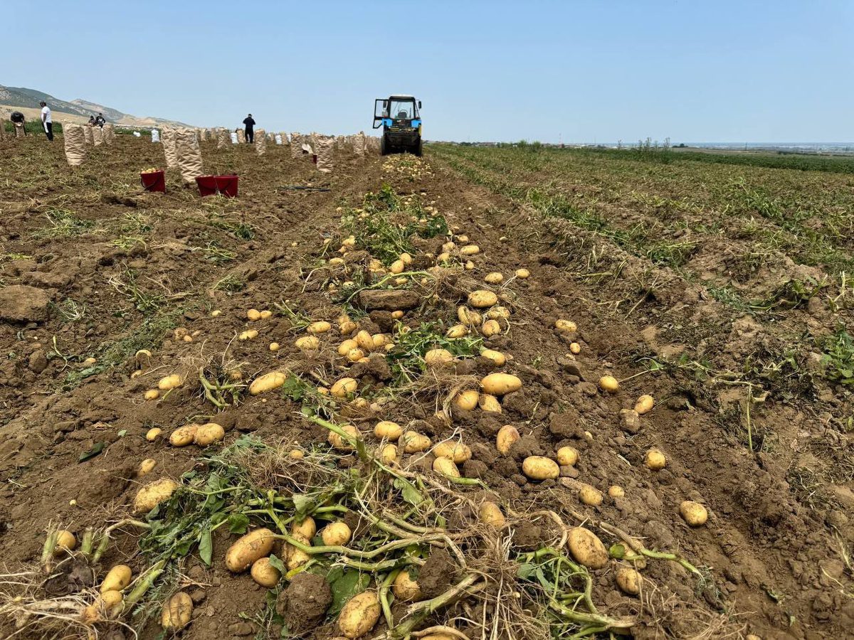 Порадили дієвий спосіб посадки картоплі