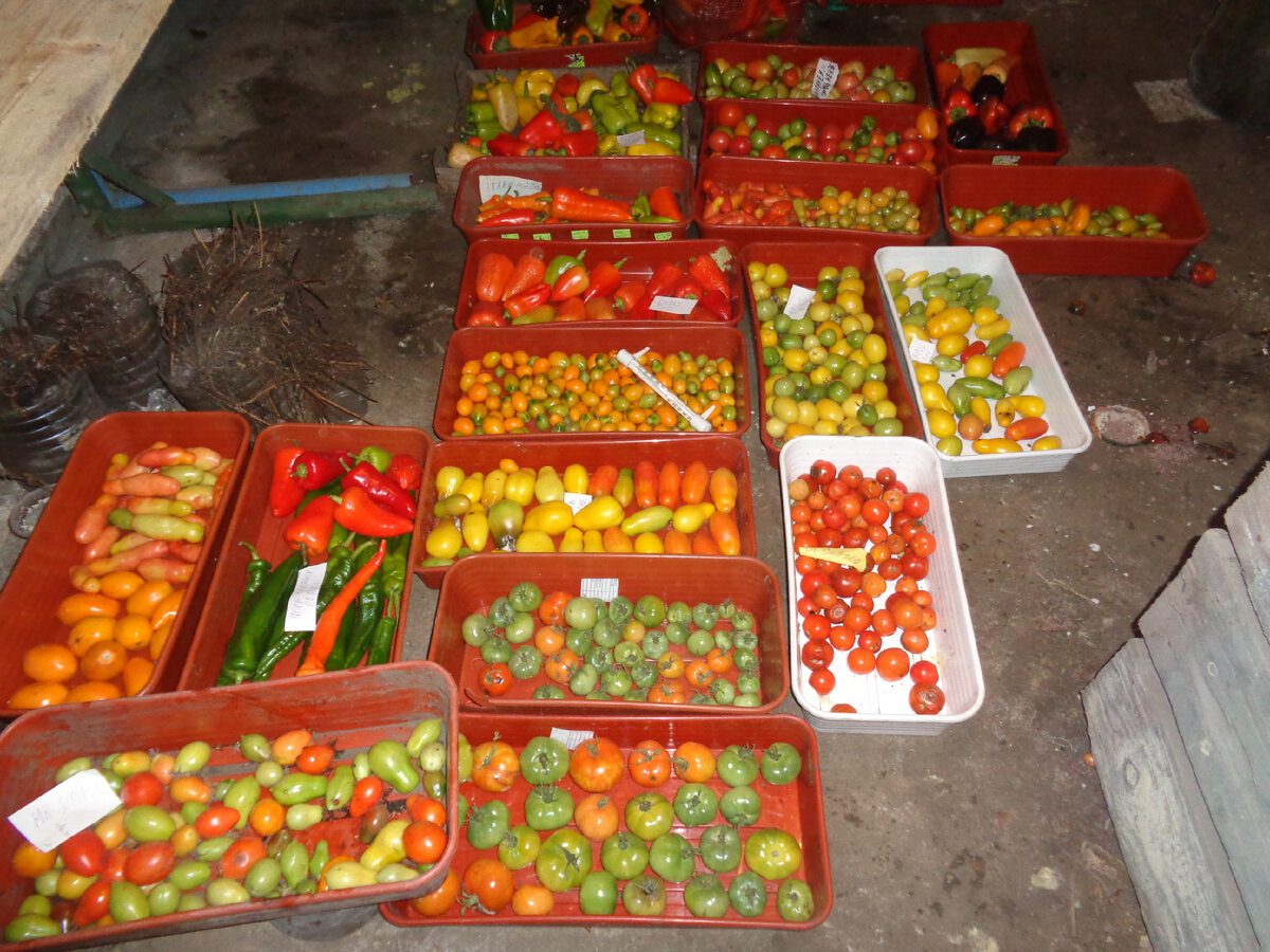 Експерти розповіли, як правильно зберігати врожай помідорів без псування й зміни смаку