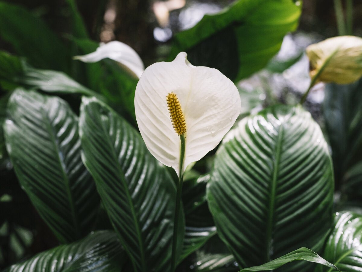 Експерти розповіли, як приготувати надійне добриво для росту й розвитку спатифілума