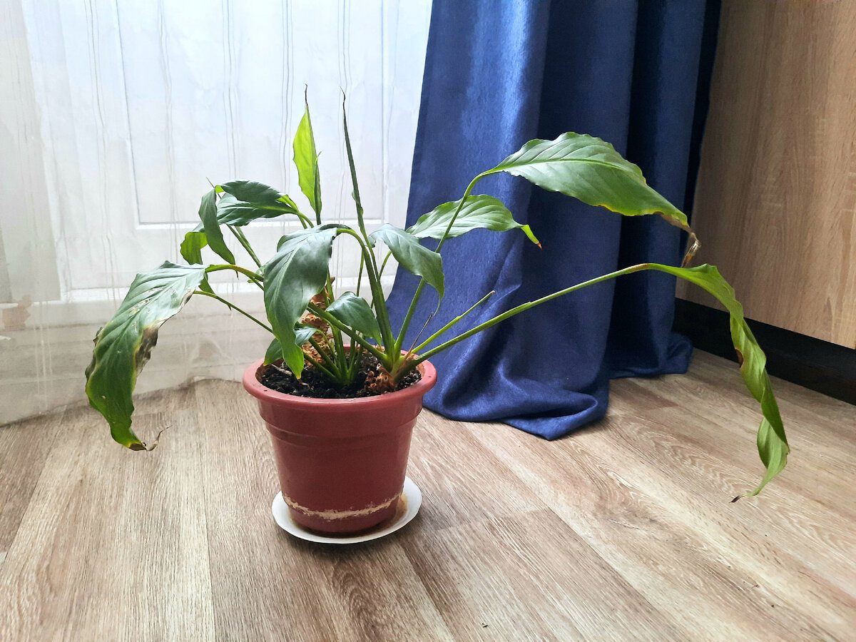 Експерти розповіли, як приготувати надійне добриво для росту й розвитку спатифілума