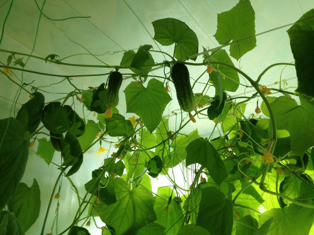 Експерти розповіли, яке добриво найкраще використовувати для продовження плодоношення огірків