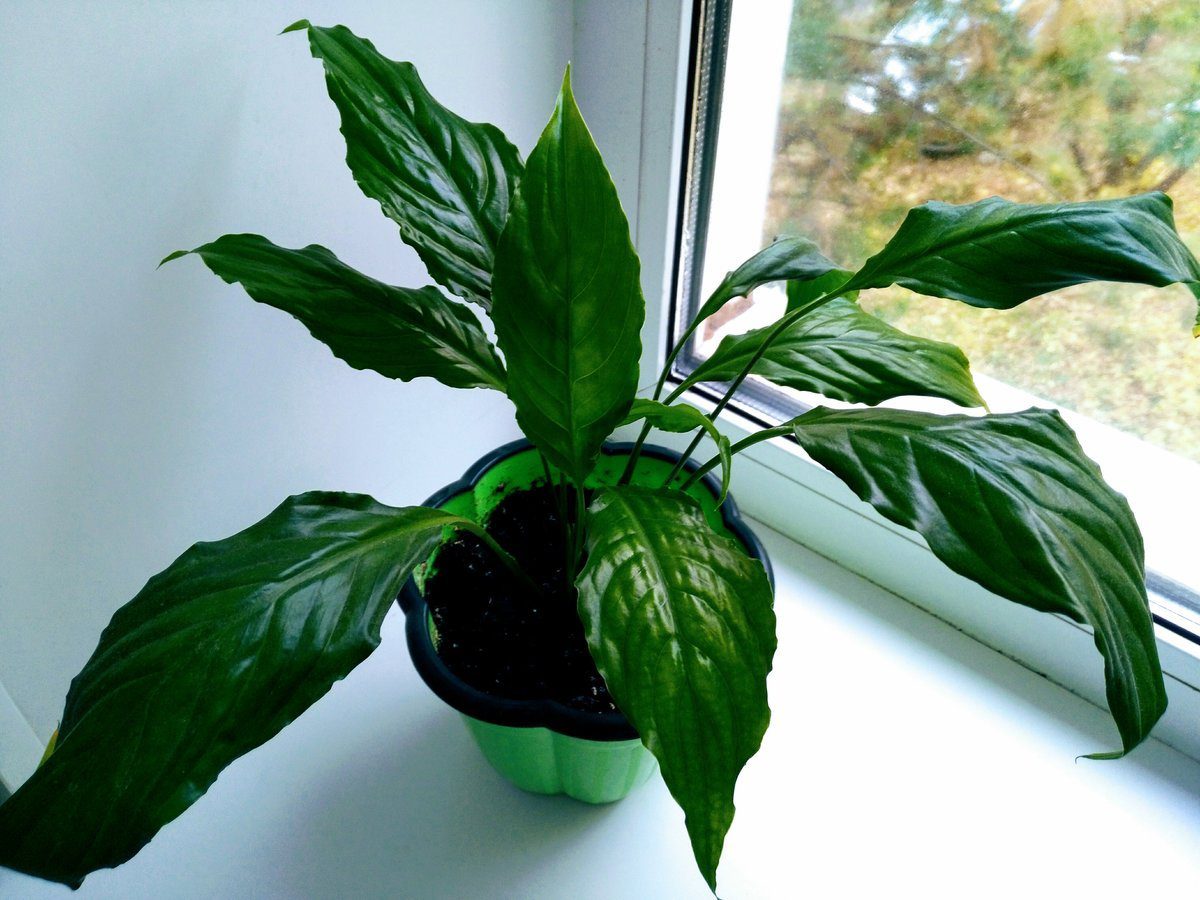 Експерти розповіли, як покращити цвітіння спатифілума та яке добриво для цього використовувати