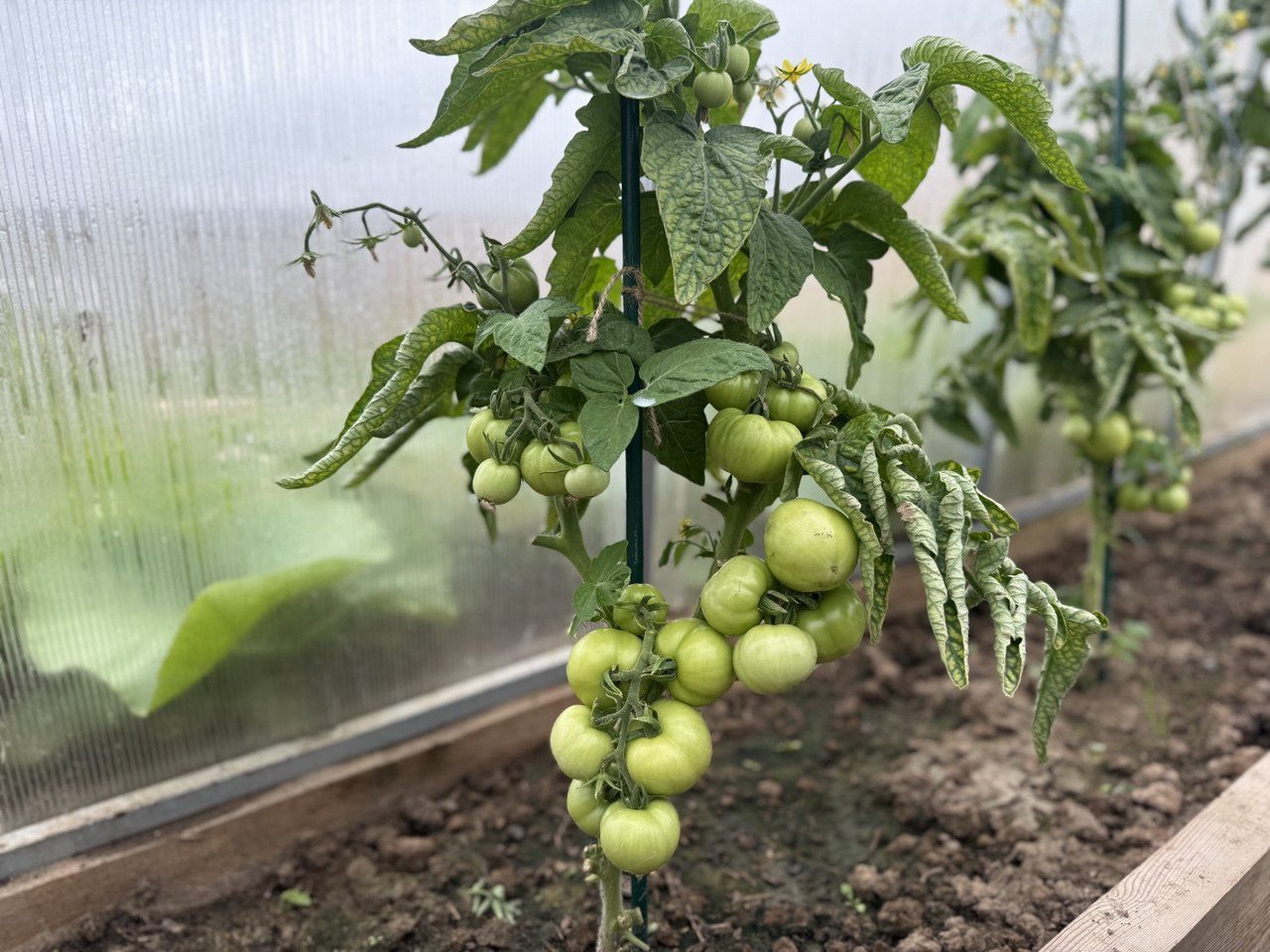 Експерти розповіли, який сорт томатів найкраще обирати для посадки у відкритому ґрунті